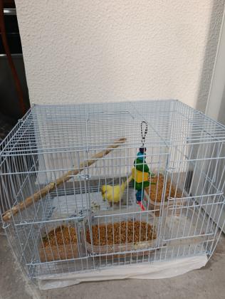 תוכי קטן צהוב כולל כלוב