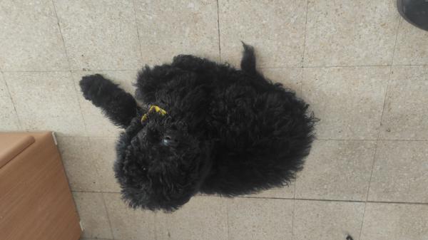 פודל ענק קינג רויאל חמודה