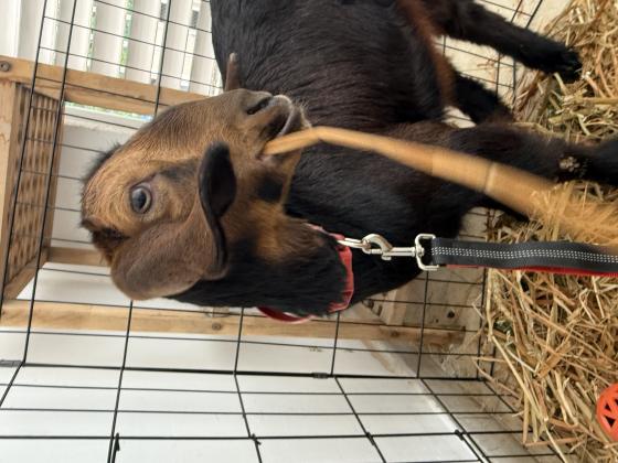 עז חמודה, בת חודשיים