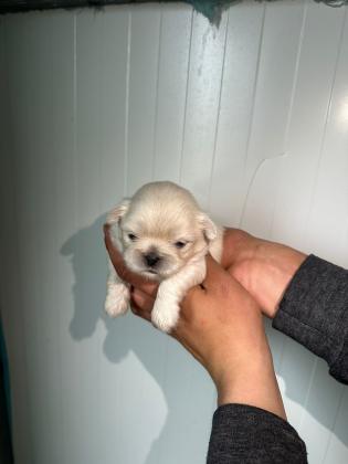 גורי פקינז הכי חמודים שיש