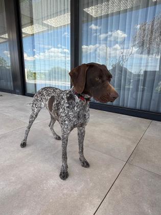 פוינטר גרמני, נקבה גזעית מדהימה