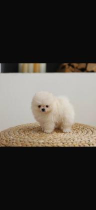 גורים פומרניין דובי קטנים במיוחד