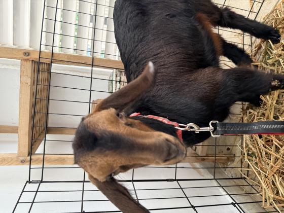 עז חמודה, בת חודשיים