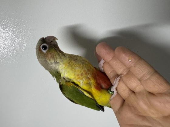 גרינציקים האכלות יד מתוקים