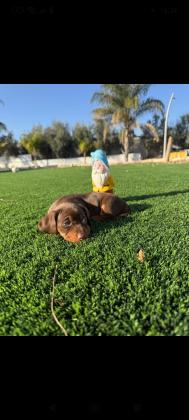 מיני תחש ננסי  המלטה