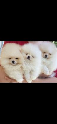 גורים של פומרניין דובי גיל