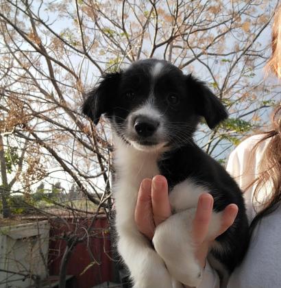 בורדר קולית גיזעית הכי יפה