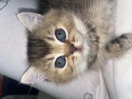 גורי חתולים גזעים מתוקים למכירה