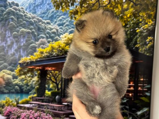 נולדו ב28/12 נקבות 1 זכר(לבן)עוד בפרטי