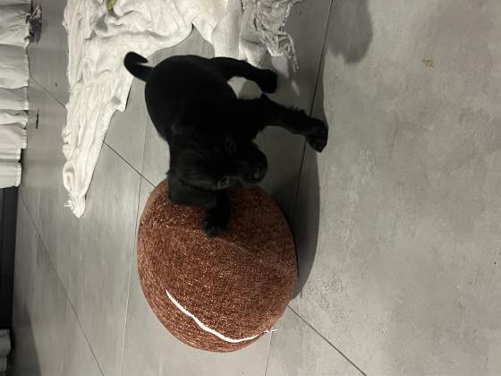 גורה פודל פינצ׳ר קטנה וחכמה