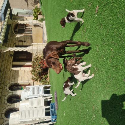 גורי פוינטר גזעיים יפים מאודכלב