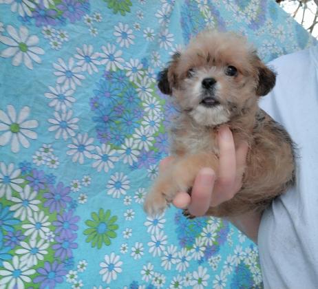 לאימוץ כלבים מקסימים יפים, חכמים