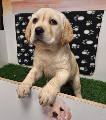 קשה שלא להתאהב