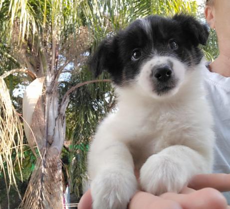 בורדר קולית גיזעית הכי יפה