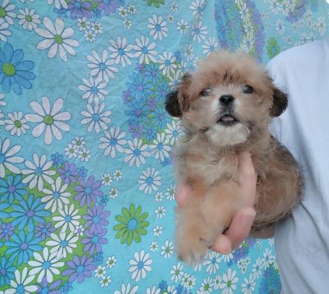 מלטיפו (פודל בשילוב מלטז), ננסי,