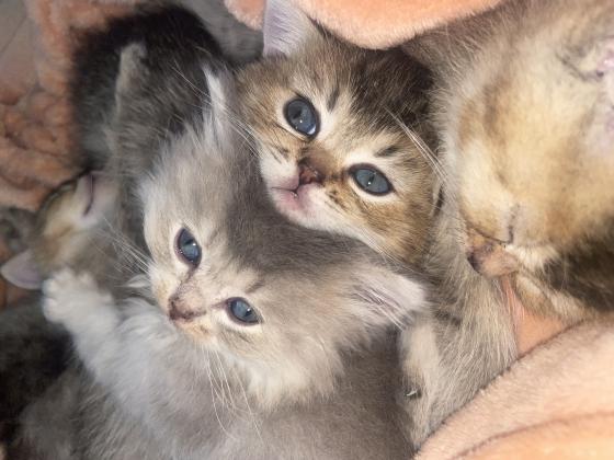גורי חתולים גזעים מתוקים למכירה