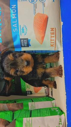 שני זכרים,גורי יורקשיר גזעי בני