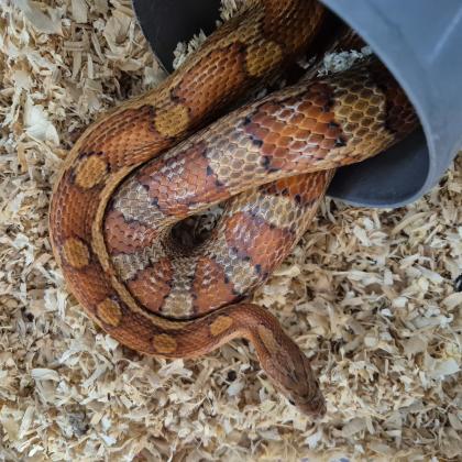 כרכן תירס בן 3 בוגרת ובריאה אוכלת חי