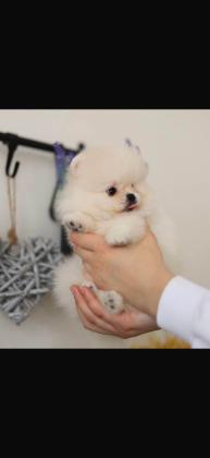 גורים פומרניין דובי קטנים במיוחד