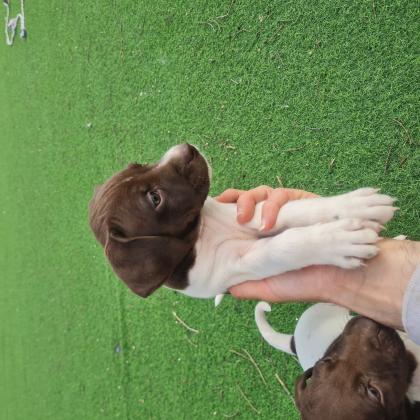 גורי פוינטר גזעיים יפים מאודכלב