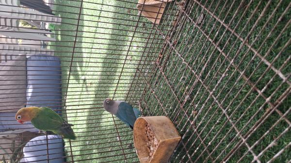 תוכי האבה פישרים בכחול וירוק