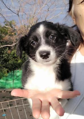 בורדר קולית גיזעית הכי יפה