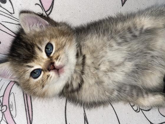 גורי חתולים גזעים מתוקים למכירה