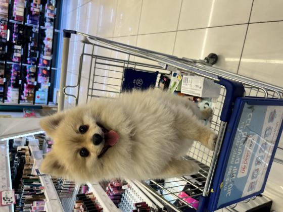 לאקיי שלנו הכלב הכי מושלם