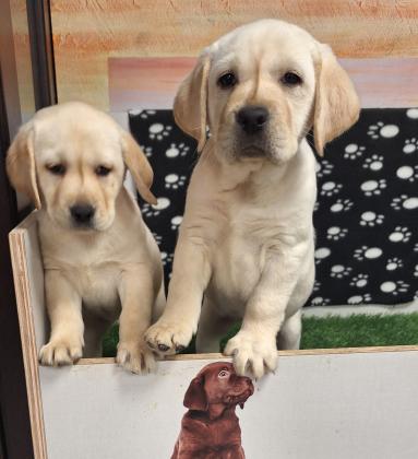 קשה שלא להתאהב