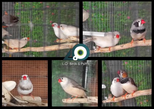 11 יח' גמבו לקו השחור: 4 זכרים, 7 נקבות