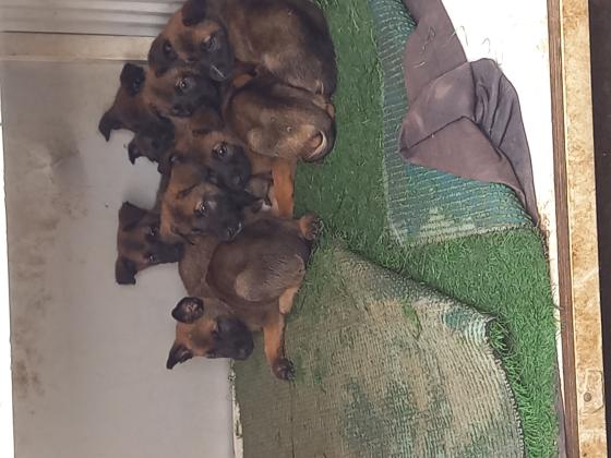 זאב מלינועה בני חודש וחצי