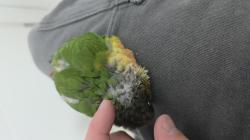 גוזל קוניור גרינצ'יק ילו סייד