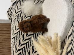 גורי פודל טוי מושלמים מחפשים