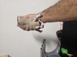 כלבים צ'יוואווה מכירה