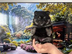 נולדו ב28/12 נקבות 1 זכר(לבן)עוד בפרטי