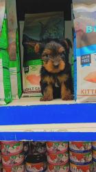 שני זכרים,גורי יורקשיר גזעי בני