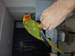 האכלת יד ,תוכי צבעוני, חכם