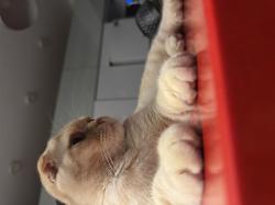 סקוטי פולד מהמם עם אופי