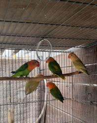 פישרים החל מ150 יש מוטציות