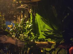 שני 21 (אבני חן (קייזר))