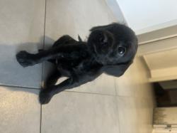 גור פודל מעורב פינצ׳ר מחפש