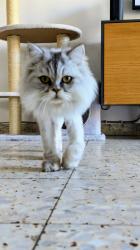 חתול שרגיל לדירה ילדים ובעלי חיים מסורס