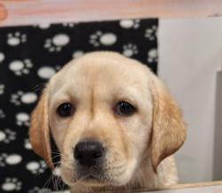 קשה שלא להתאהב