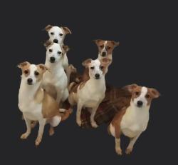 לאימוץ כלבים מקסימים יפים, חכמים