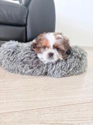 שיצו זכר חמוד למכירה בן