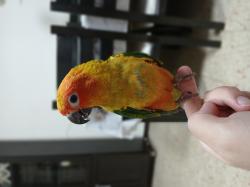 האכלת יד ,תוכי צבעוני, חכם