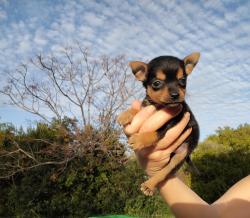 פינצ'ר ננסי, מאמי של גור,