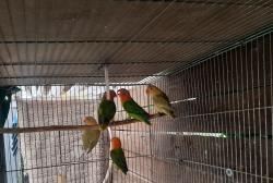 פישרים החל מ150 יש מוטציות