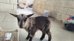 עז ננסית בת חודש וחצי