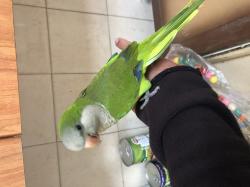 למכירה קווקאר האכלת יד מקולקל